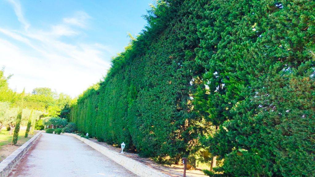 terre et foret - elagage - entretien - espaces vert - forêt - eyragues - avignon - st remy - provence - forestier - abattage